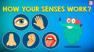 How Your Senses Work  The Five Senses  The Dr Binocs Show  Peekaboo Kidz [upl. by Lihas]