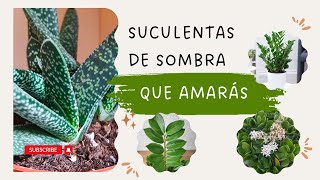 ¡Suculentas de sombra que amarás 🌵✨ [upl. by Halik]