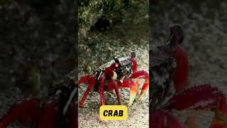 Crab Scuttle Song for Kids  Fun Ocean Animal Learning  Phonics amp Sea Life Adventure shorts abcd [upl. by Havot]