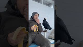 Banana 🍌 animal commonraven birds ravenbird воронгоша raven animals [upl. by Combes63]