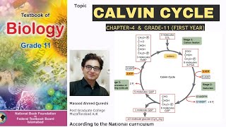 Calvin Cycle during Photosynthesis  C3 Pathway  Light Independent Reaction  Urdu Hindi English [upl. by Pantheas]