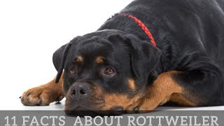 11 Facts Rottweiler People Understand Better Than Anyone [upl. by Torray50]