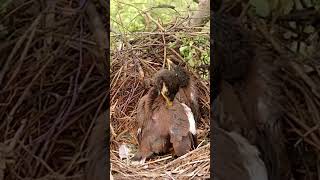 Myna Bird Adventures MynaBird WildlifeExploration [upl. by Sulihpoeht]