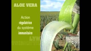 شكل ألوى فيرا Aloe Vera Barbadensis Miller [upl. by Aihsot917]