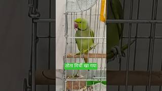 tota parrot maintotahindirhymes [upl. by Nedah487]