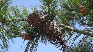 Pinus monticola Pinaceae western white pine [upl. by Stelmach]