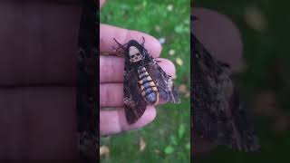 SKULL MOTH My DeathsheadHawkmoth Acherontia atropos [upl. by Ennayram534]