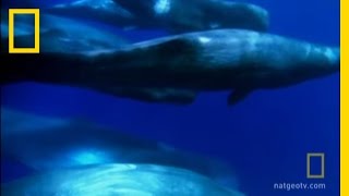 A Sperm Whale Family  National Geographic [upl. by Aneeh]