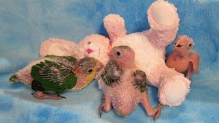 56 week old Baby White Bellied Caiques [upl. by Lucio387]