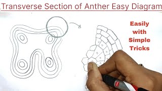 Transverse section of Anther diagram in easy way  transverse section of anther diagram [upl. by Stichter]