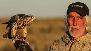 The tiercel gyrperegrine Produced by Steve Chindgren [upl. by Rydder]