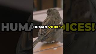 How Animals Communicate Each Other 🐝 communication bird bee [upl. by Ania]