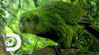 The Worlds Plumpest Flightless Parrot Is Near Extinction  Modern Dinosaurs [upl. by Nahseez]