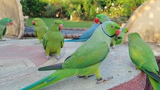 Main Tota Main Tota Hare Rang Ka  Parrot Natural Sounds [upl. by Bihas]