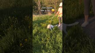 My low energy pup 😂 puppy sheepdog maremma [upl. by Eirovi]