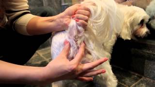 How to Express Dogs Anal Glands [upl. by Hsur]