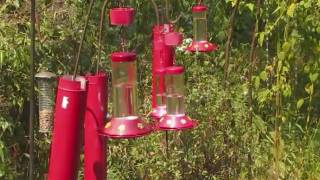 Hummingbirds at Strawberry Plains Audubon Center Mississippi [upl. by Aehcim]