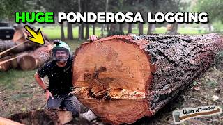 Huge 140 Tall Ponderosa Pine REMOVAL [upl. by Graniah]