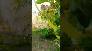 Kembang Jambu fruit jambu desa jambuair jambuairunggulan [upl. by Airogerg763]