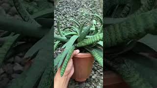 Harvesting Succulent Gasteria [upl. by Etneciv791]