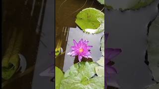 water lily blooming on my roof gardengardening waterlilyplant [upl. by Neyut]