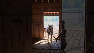 Horsefeathers Farm Millie  Such a sweet girl Looking for new 🏠 gypsyvanner horse fillyforsale [upl. by Strep450]