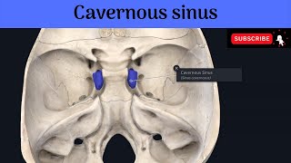 Paired Dural Venous SinusesThe Cavernous Sinuses Situation Relations Tributaries Communications [upl. by Taddeo256]