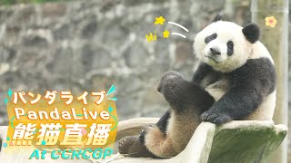 Panda 247 HD Live At CCRCGP [upl. by Tailor80]