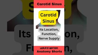 Carotid Sinusanatomy mbbs education facts medicalstudent biology shorts [upl. by Aip840]