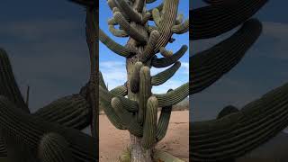 One of my very favorite saguaros🌵💚 She’s a star saguaro sonorandesert naturelovers [upl. by Ahsetel]