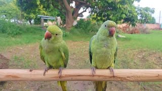 Green Ringneck Pair Parrot Beautifull soundsMuhammad Arslan Meer [upl. by Elayne]