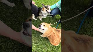 Our herding instinct test turned into a mini corgi meetup [upl. by Henrion276]