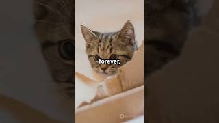 My Cats Journey Through Heartbreak and Hope – You Must Watch This cat catshorts [upl. by Archibaldo]