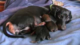 Dachshund  4th Puppy Birth [upl. by Llerod]