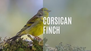 The Enchanting Melodies of the Corsican Finch [upl. by Ssidnac960]