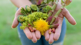 Spring Foraging  My Favourite Wild Edibles of the Nordic spring  Simple WILD FOOD RECIPES [upl. by Sivle]