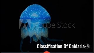 Classification of Cnidaria Anthozoa Scyphozoa Hermit crabsea anemone NEET [upl. by Cinnamon]