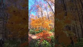 Autumn in kamikochi [upl. by Ralyat]