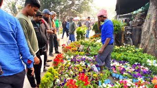 DAHLIA PANSY POINSETTIA ALYSSUM FLOWER PLANT PRICE GALIFF STREET PLANT MARKET Best Flowers Forever [upl. by Cosmo]