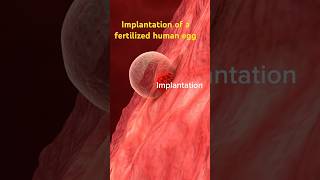 1st week of life Implantation of a Fertilized Egg shortvideo baby pregnant August 27 2024 [upl. by Abbe]