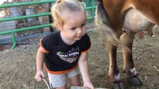 How to Milk a Cow 2 yr Old Baby Emma Milks the Family Cow All By Herself [upl. by Urquhart124]