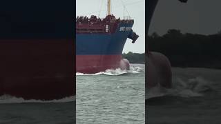 Bulk Carrier she was built last year vessel foryou ship viralvideo shiplovers youtuba [upl. by Lewert]