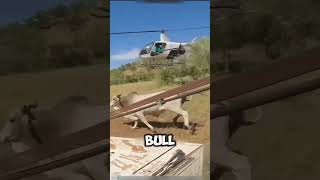 Unique bull trapping machine in operation [upl. by Fokos]