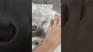 Tuffy 👀  dog doglovers dogloverschannel shortsfeed animals ytshorts cute viralshorts [upl. by Gardner]