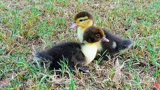 Cute Duckling Sounds [upl. by Leopold300]