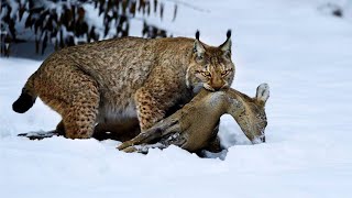 Eurasian Lynx An Undefeated Apex Predator  Wild Animalogy [upl. by Nirrac841]