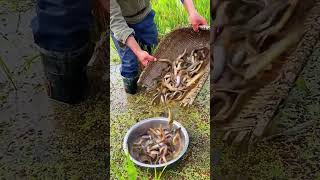 The process of catching loaches in paddy fields [upl. by Yasmin]