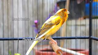 Canary song for mating training of beautiful Belgian canaries 121 [upl. by Nuhsal492]