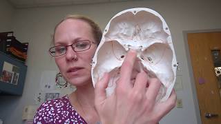 Human Anatomy 1Lab Sphenoid Bone [upl. by Oneill]