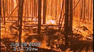 Crown fire in the boreal forest [upl. by Yliah162]